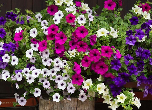 满天星花是多年生还是一年生植物