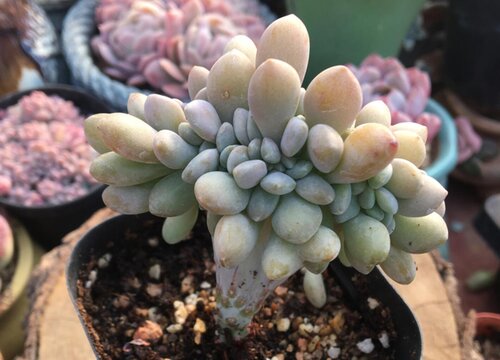 冬美人掉叶子怎么办