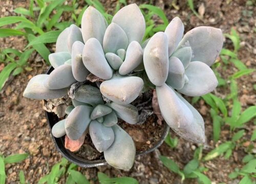 冬美人掉叶子怎么办