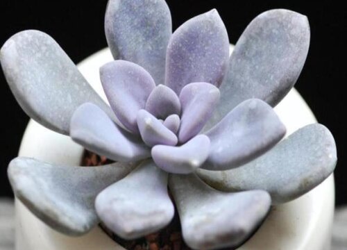 冬美人掉叶子怎么办