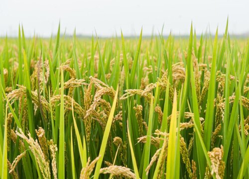 水稻施农家肥可以吗