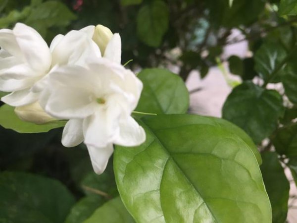 茉莉花适合种在什么地方