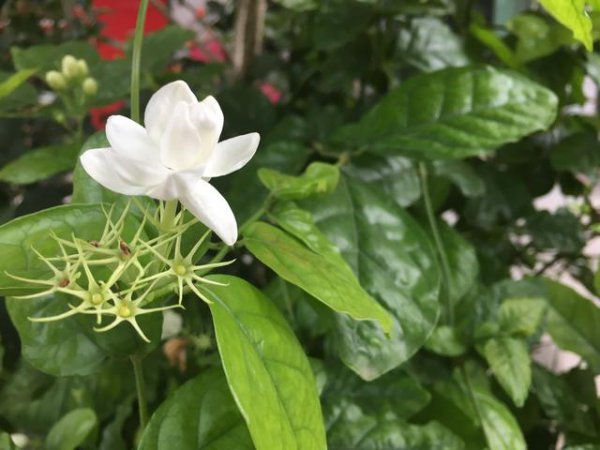 茉莉花适合种在什么地方