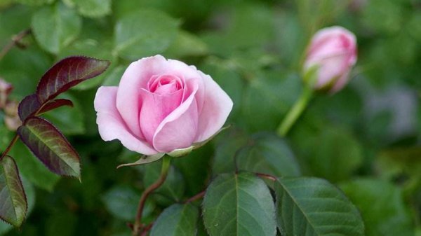 玫瑰花水养怎么养才不会枯萎