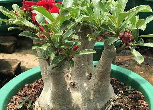 沙漠玫瑰徒长了怎么办