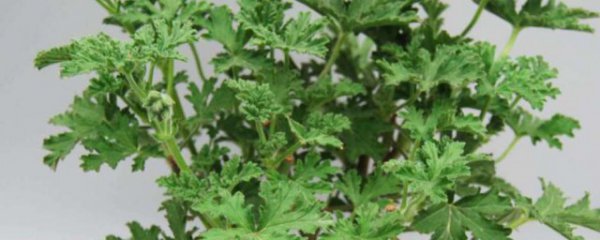 驱蚊草可以放卧室吗