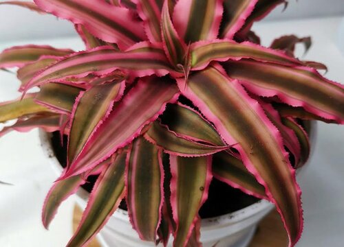 姬凤梨的养殖方法和注意事项