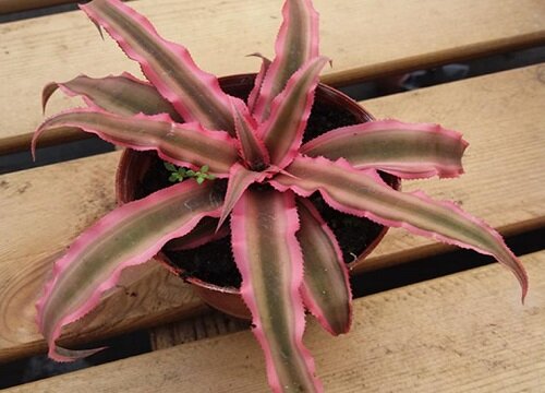 姬凤梨的养殖方法和注意事项