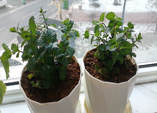 盆栽薄荷怎么修剪方法