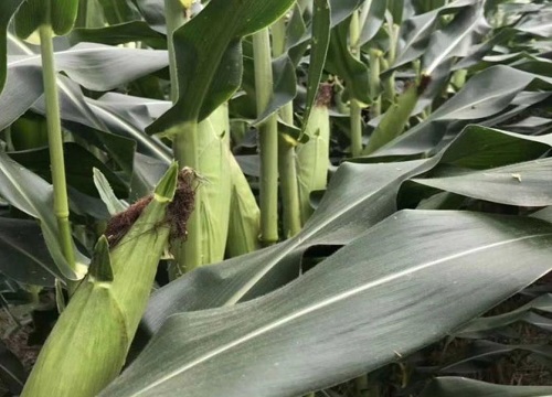 黄淮海高抗锈病的玉米品种