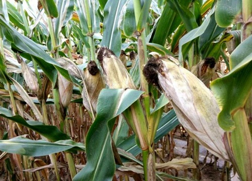 黄淮海高抗锈病的玉米品种