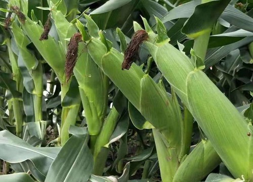 黄淮海高抗锈病的玉米品种