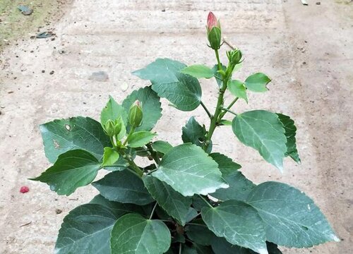 桑叶茶是什么树的叶子