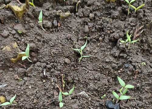 秋茄子什么时候播种好