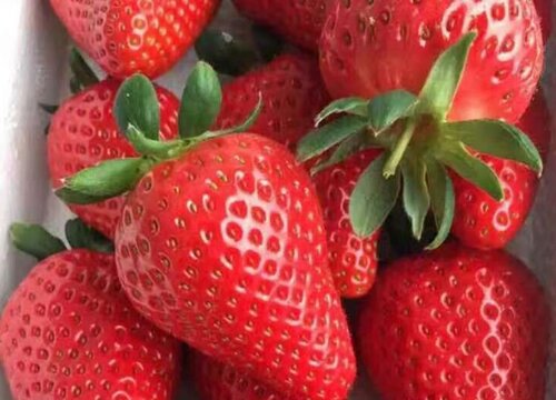 奶油草莓品种介绍及特点