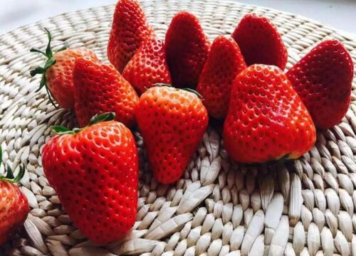 奶油草莓品种介绍及特点