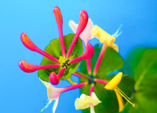 金银花花期是什么时候