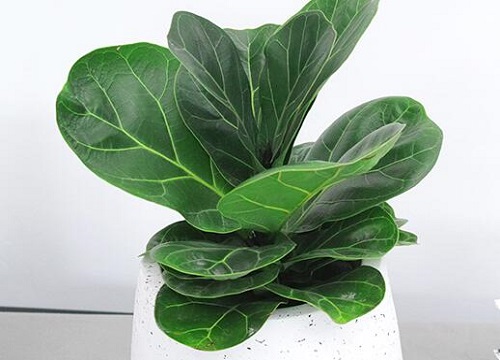 琴叶榕如何施肥叶片大又粗