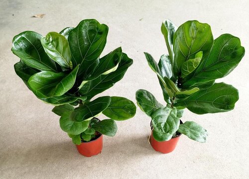 琴叶榕如何施肥叶片大又粗