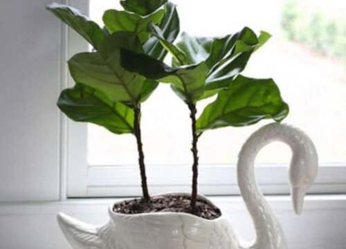 琴叶榕如何施肥叶片大又粗
