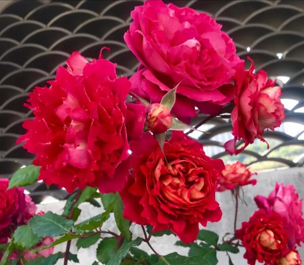 大花月季有哪些推荐