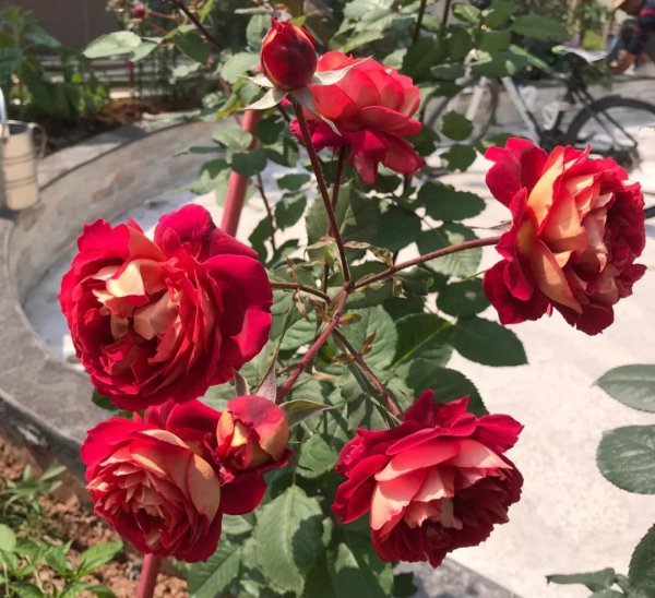 大花月季有哪些推荐