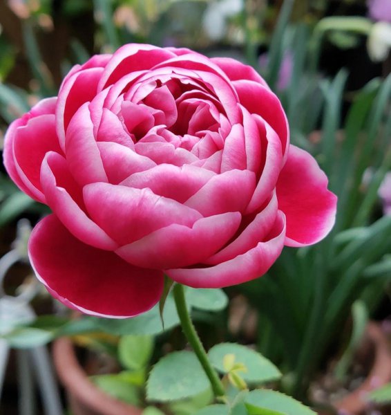 大花月季有哪些推荐