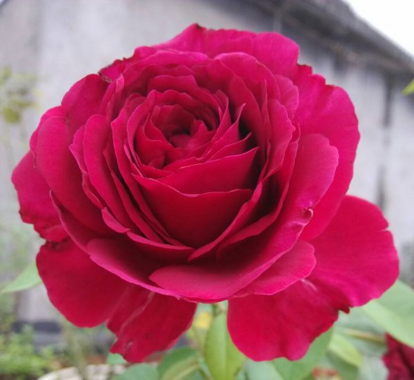 大花月季有哪些推荐