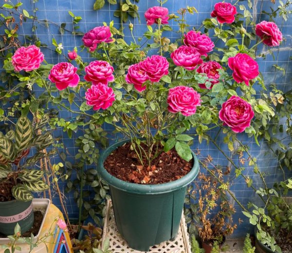 大花月季有哪些推荐