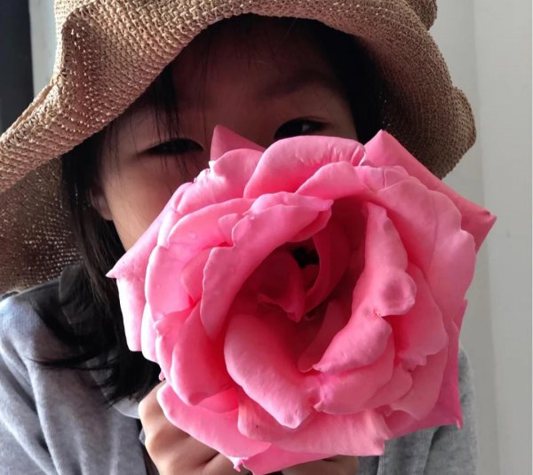 大花月季有哪些推荐