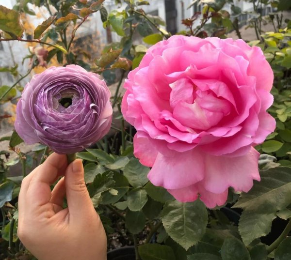 大花月季有哪些推荐