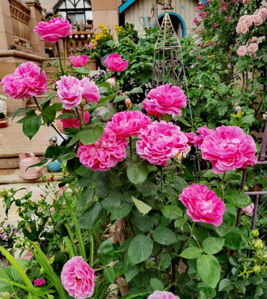 大花月季有哪些推荐