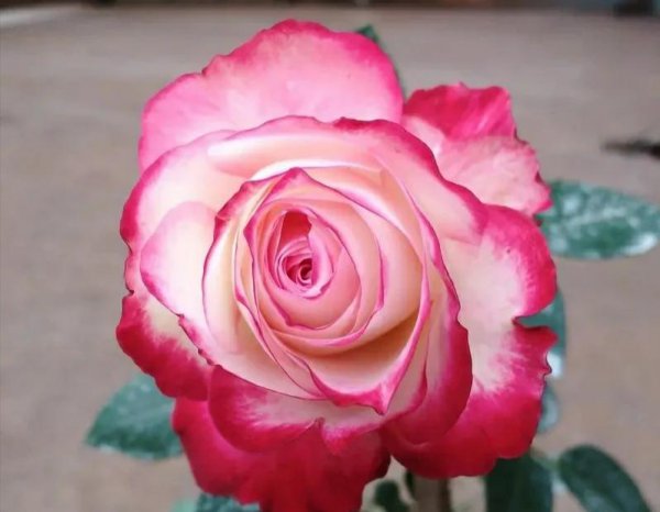 大花月季有哪些推荐