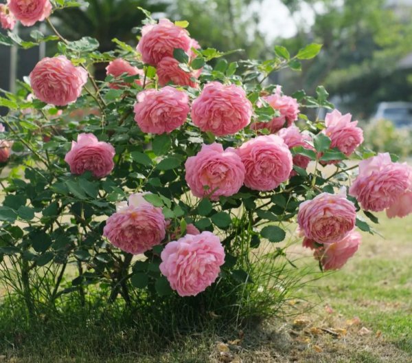 大花月季有哪些推荐