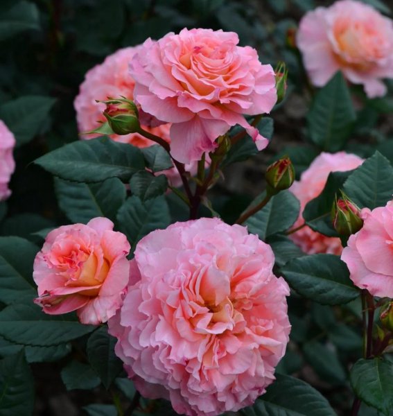 大花月季有哪些推荐