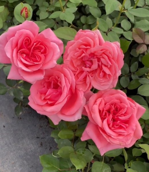 大花月季有哪些推荐