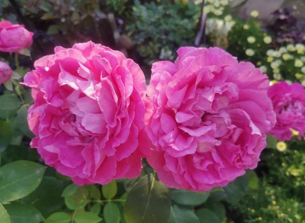 大花月季有哪些推荐