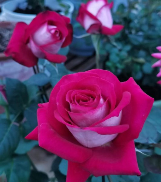 大花月季有哪些推荐