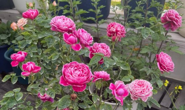 大花月季有哪些推荐