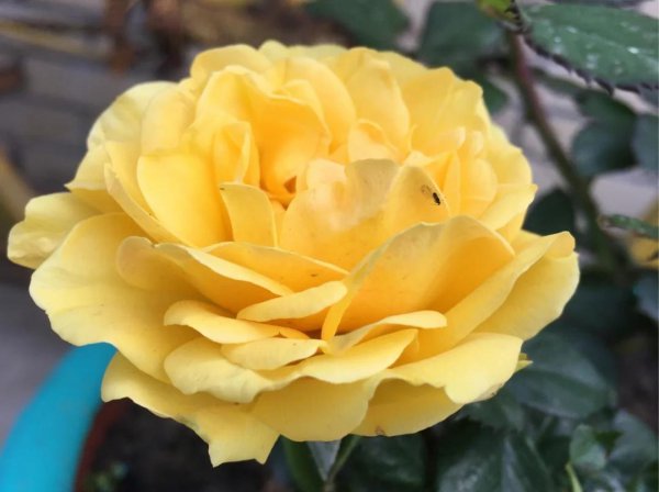 大花月季有哪些推荐