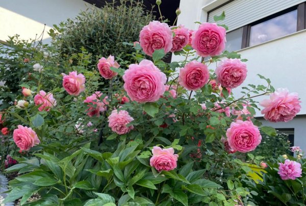 大花月季有哪些推荐