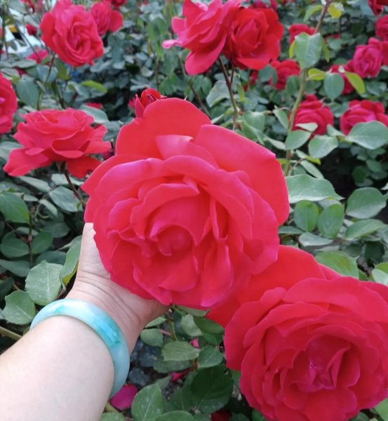 大花月季有哪些推荐