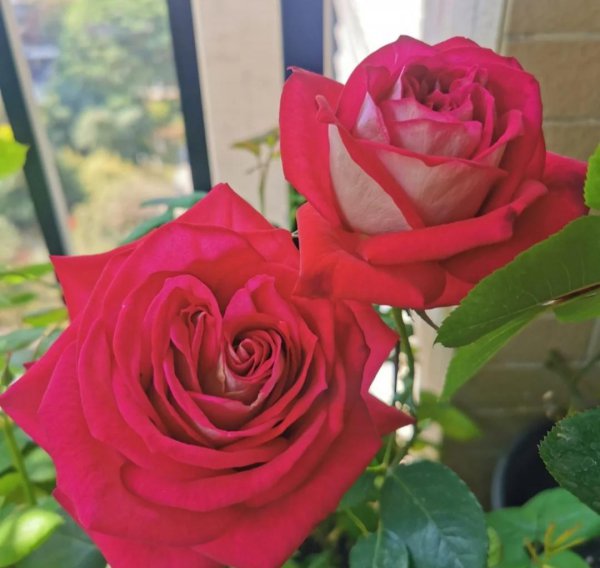 大花月季有哪些推荐