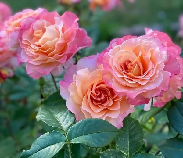 大花月季有哪些推荐