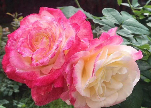 大花月季有哪些推荐