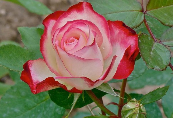 大花月季有哪些推荐