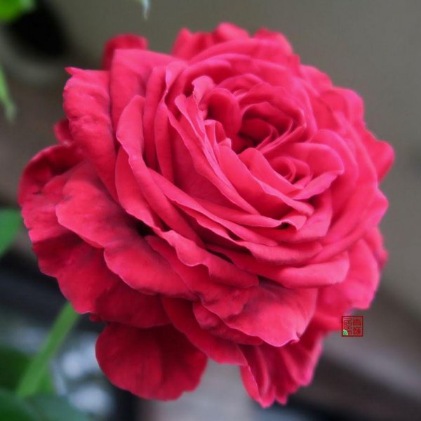 大花月季有哪些推荐