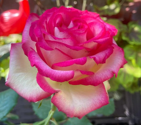 大花月季有哪些推荐