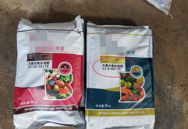 黄瓜叶片镶金边怎么回事