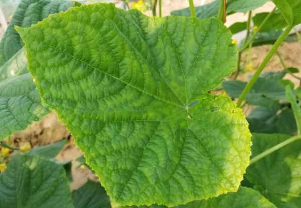 黄瓜叶片镶金边怎么回事